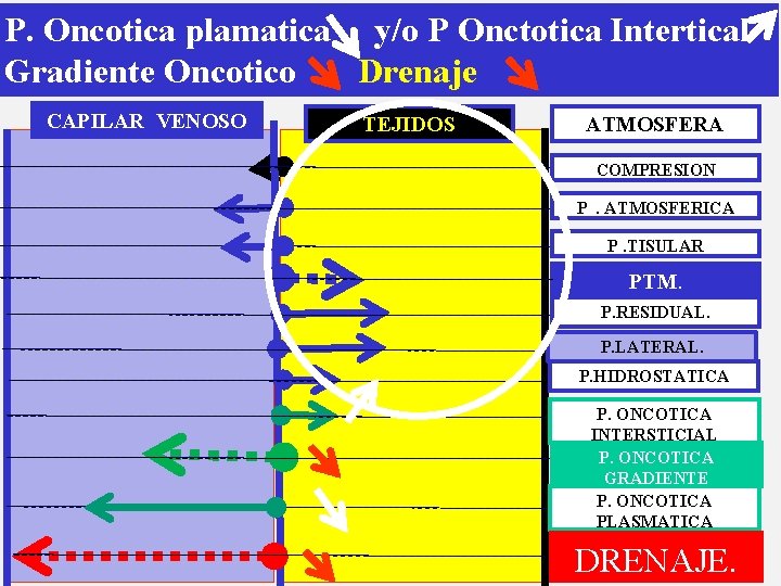 P. Oncotica plamatica y/o P Onctotica Intertical Gradiente Oncotico Drenaje CAPILAR VENOSO TEJIDOS ATMOSFERA