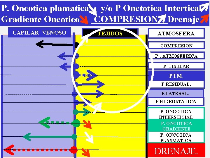 P. Oncotica plamatica y/o P Onctotica Intertical Gradiente Oncotico COMPRESION Drenaje CAPILAR VENOSO TEJIDOS