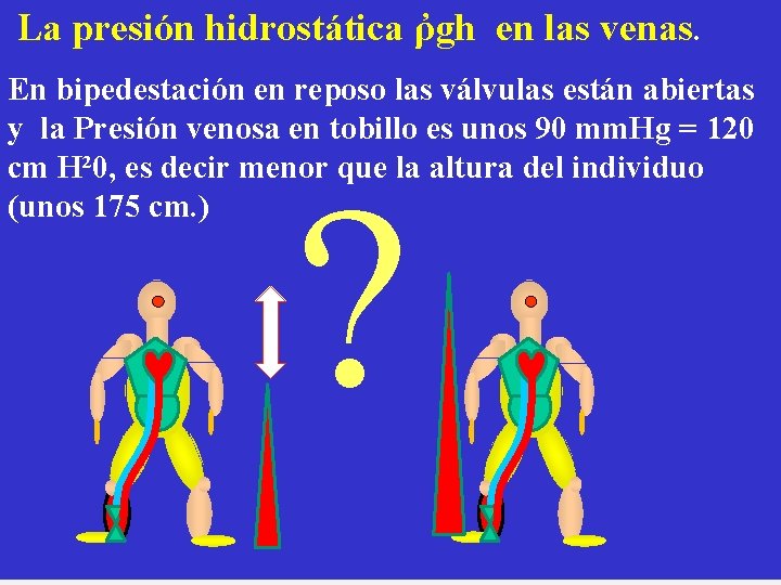 La presión hidrostática ῤgh en las venas. En bipedestación en reposo las válvulas están