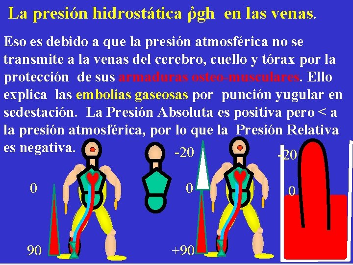 La presión hidrostática ῤgh en las venas. Eso es debido a que la presión