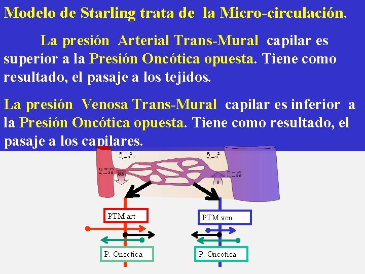 Modelo de Starling trata de la Micro-circulación. La presión Arterial Trans-Mural capilar es superior