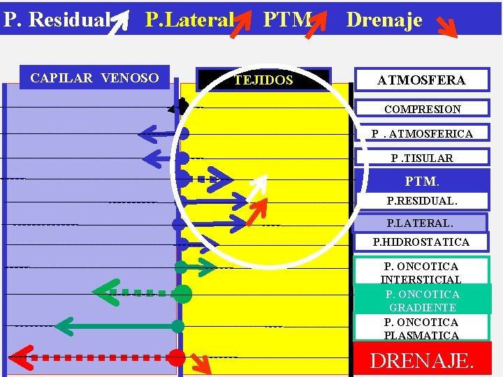 P. Residual P. Lateral CAPILAR VENOSO PTM TEJIDOS Drenaje ATMOSFERA COMPRESION P. ATMOSFERICA P.