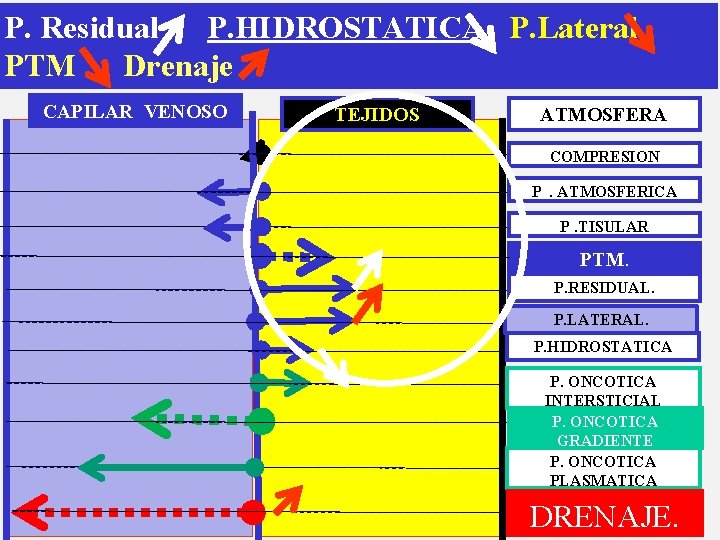 P. Residual P. HIDROSTATICA P. Lateral PTM Drenaje CAPILAR VENOSO TEJIDOS ATMOSFERA COMPRESION P.