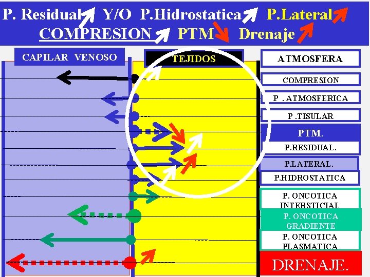 P. Residual Y/O P. Hidrostatica P. Lateral COMPRESION PTM Drenaje CAPILAR VENOSO TEJIDOS ATMOSFERA