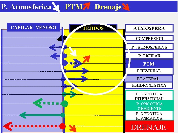P. Atmosferica CAPILAR VENOSO PTM Drenaje TEJIDOS ATMOSFERA COMPRESION P. ATMOSFERICA P. TISULAR PTM.