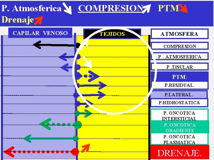 P. Atmosferica Drenaje CAPILAR VENOSO COMPRESION TEJIDOS PTM ATMOSFERA COMPRESION P. ATMOSFERICA P. TISULAR