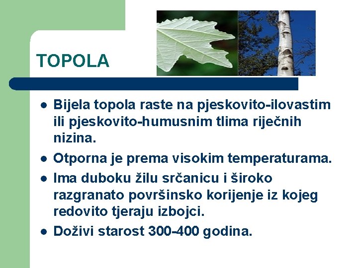 TOPOLA l l Bijela topola raste na pjeskovito-ilovastim ili pjeskovito-humusnim tlima riječnih nizina. Otporna TOPOLA l l Bijela topola raste na pjeskovito-ilovastim ili pjeskovito-humusnim tlima riječnih nizina. Otporna