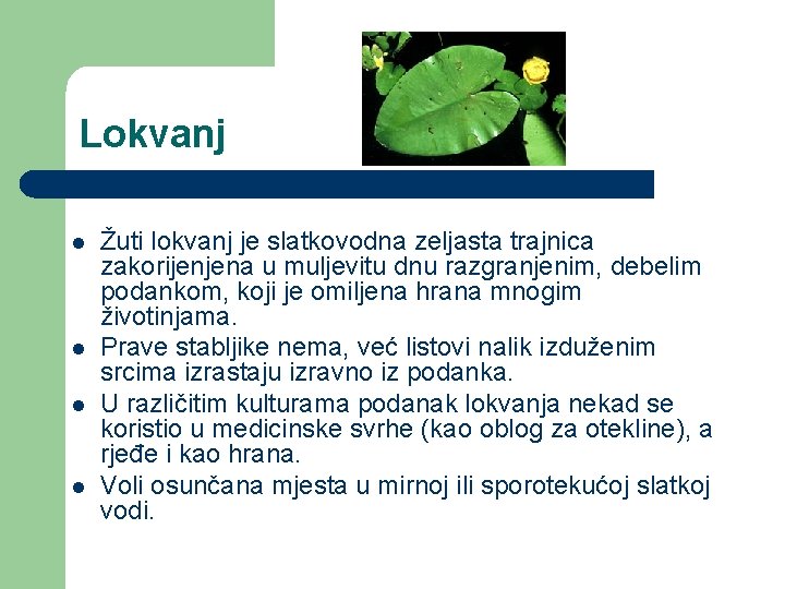 Lokvanj l l Žuti lokvanj je slatkovodna zeljasta trajnica zakorijenjena u muljevitu dnu razgranjenim, Lokvanj l l Žuti lokvanj je slatkovodna zeljasta trajnica zakorijenjena u muljevitu dnu razgranjenim,