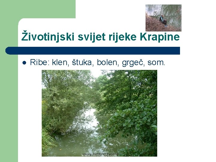 Životinjski svijet rijeke Krapine l Ribe: klen, štuka, bolen, grgeč, som. Životinjski svijet rijeke Krapine l Ribe: klen, štuka, bolen, grgeč, som.