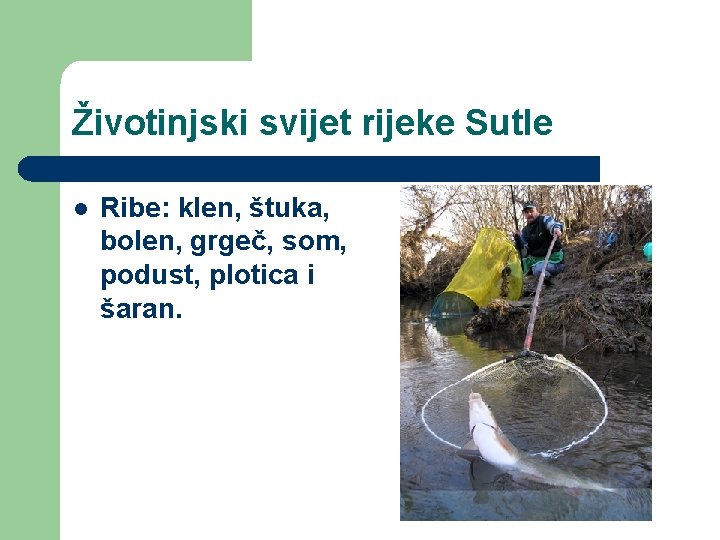 Životinjski svijet rijeke Sutle l Ribe: klen, štuka, bolen, grgeč, som, podust, plotica i Životinjski svijet rijeke Sutle l Ribe: klen, štuka, bolen, grgeč, som, podust, plotica i