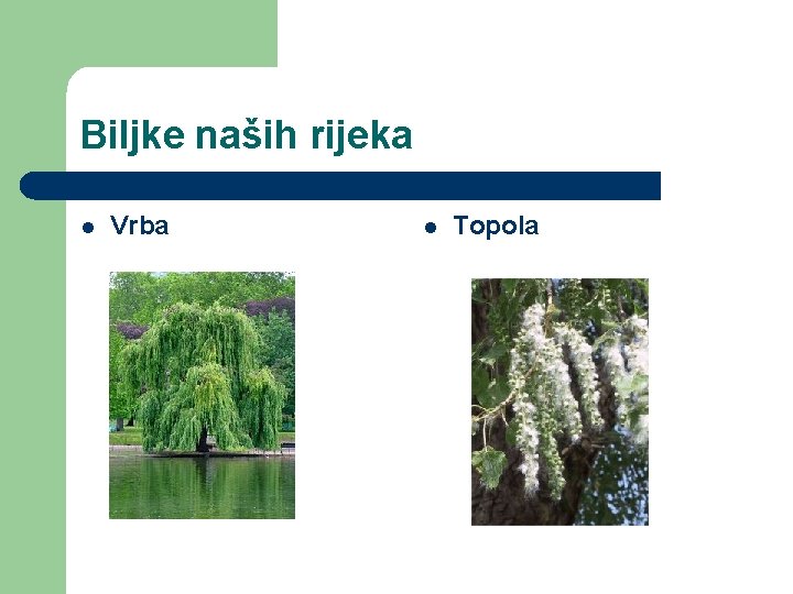 Biljke naših rijeka l Vrba l Topola Biljke naših rijeka l Vrba l Topola