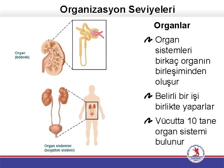 Organizasyon Seviyeleri Organlar Organ sistemleri birkaç organın birleşiminden oluşur Belirli bir işi birlikte yaparlar