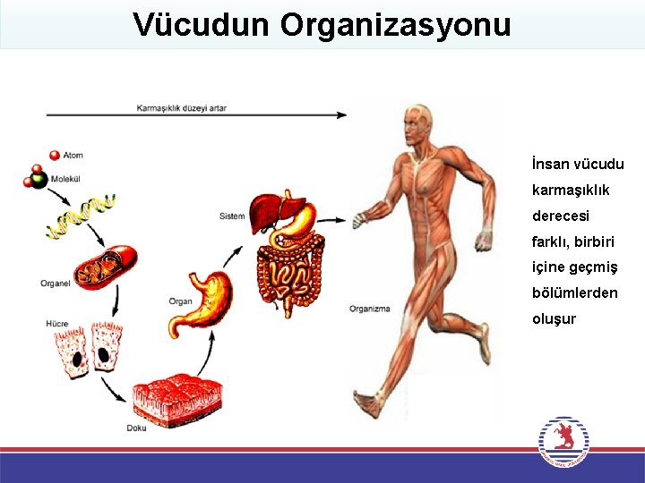 Vücudun Organizasyonu İnsan vücudu karmaşıklık derecesi farklı, birbiri içine geçmiş bölümlerden oluşur 