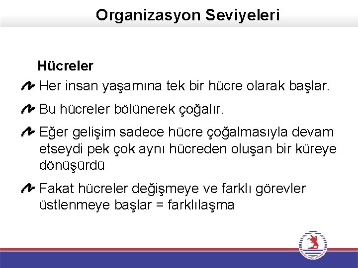 Organizasyon Seviyeleri Hücreler Her insan yaşamına tek bir hücre olarak başlar. Bu hücreler bölünerek