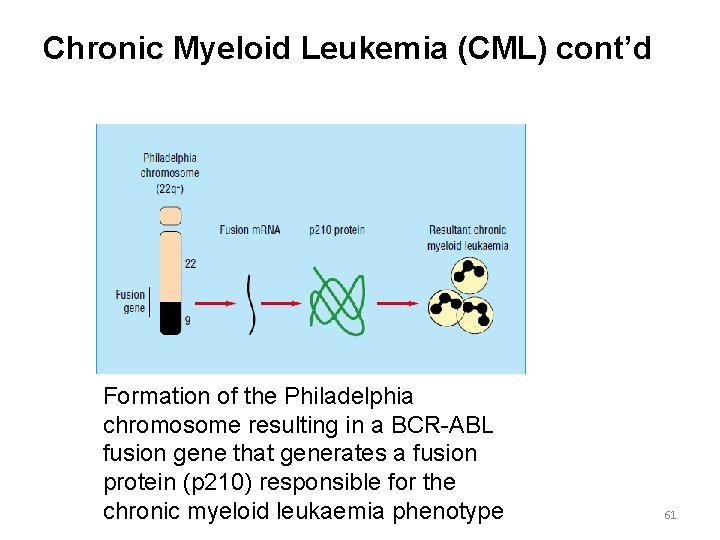 Chronic Myeloid Leukemia (CML) cont’d Formation of the Philadelphia chromosome resulting in a BCR-ABL