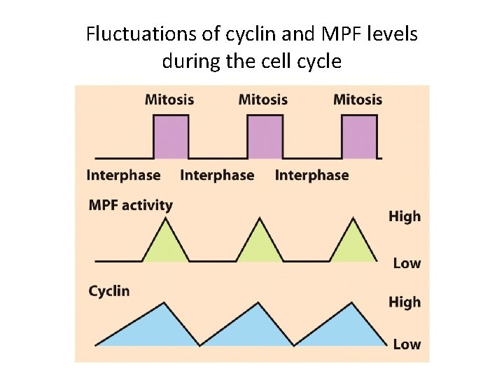 Fluctuations of cyclin and MPF levels during the cell cycle 