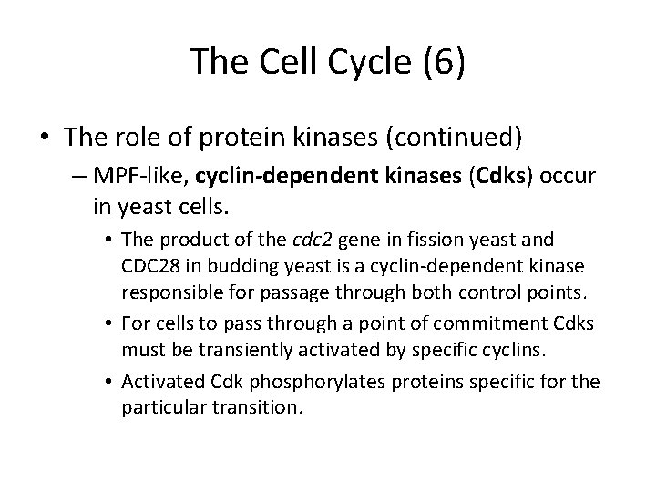 The Cell Cycle (6) • The role of protein kinases (continued) – MPF-like, cyclin-dependent