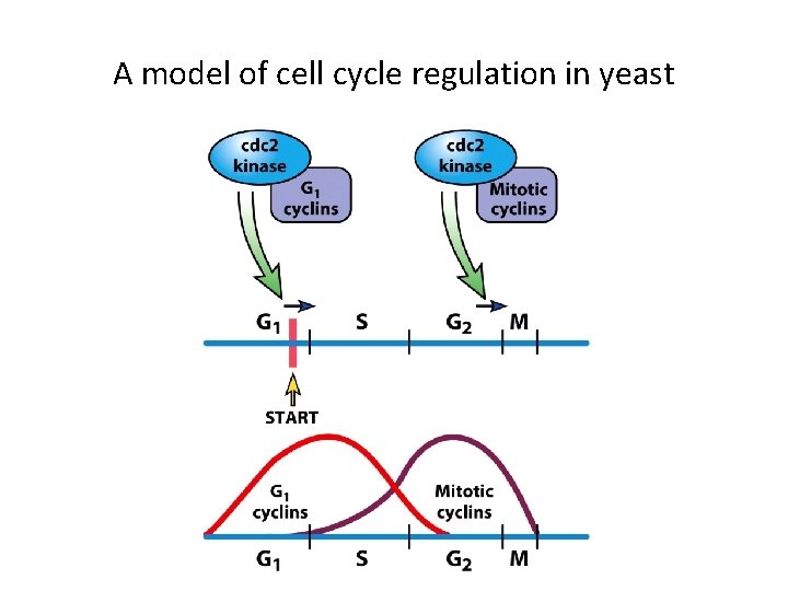 A model of cell cycle regulation in yeast 