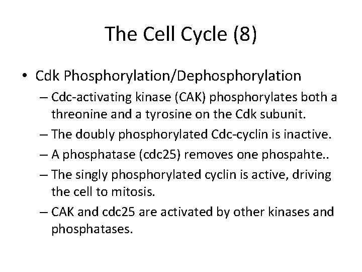 The Cell Cycle (8) • Cdk Phosphorylation/Dephosphorylation – Cdc-activating kinase (CAK) phosphorylates both a