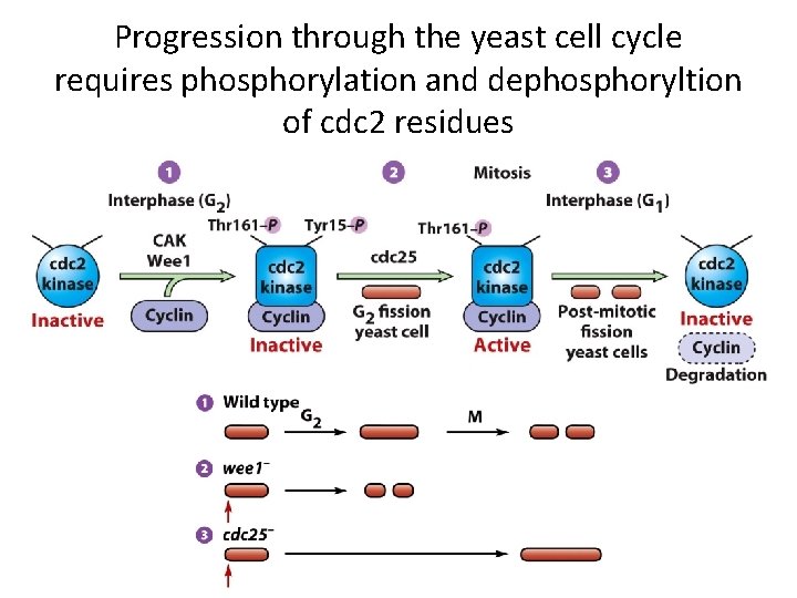 Progression through the yeast cell cycle requires phosphorylation and dephosphoryltion of cdc 2 residues