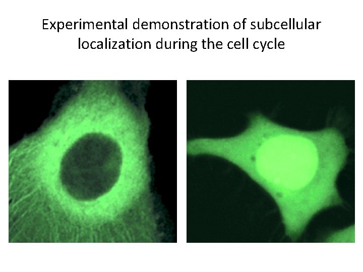 Experimental demonstration of subcellular localization during the cell cycle 