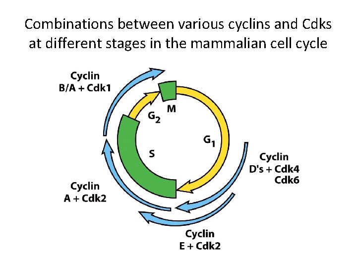 Combinations between various cyclins and Cdks at different stages in the mammalian cell cycle