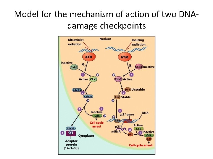 Model for the mechanism of action of two DNAdamage checkpoints 