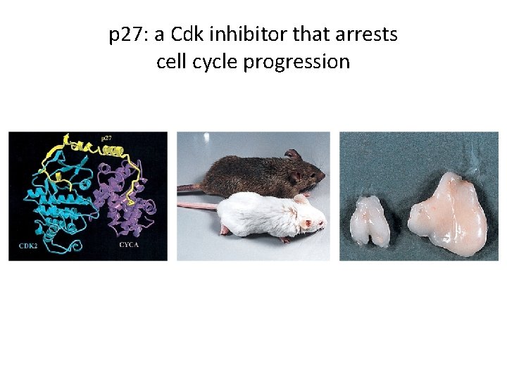 p 27: a Cdk inhibitor that arrests cell cycle progression 