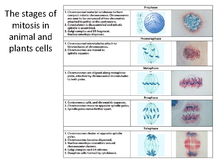 The stages of mitosis in animal and plants cells 