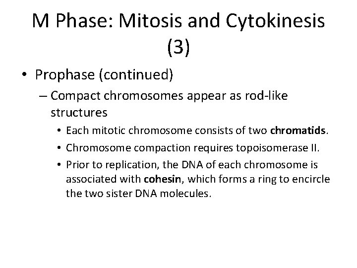 M Phase: Mitosis and Cytokinesis (3) • Prophase (continued) – Compact chromosomes appear as