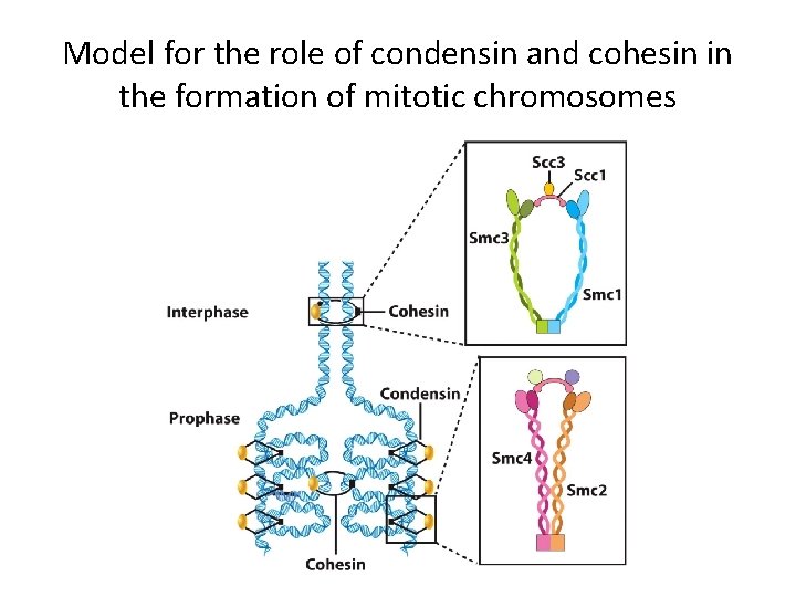 Model for the role of condensin and cohesin in the formation of mitotic chromosomes