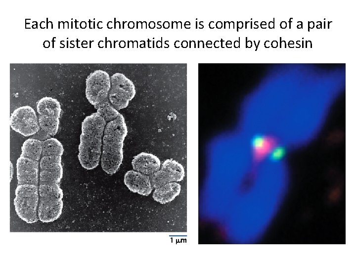 Each mitotic chromosome is comprised of a pair of sister chromatids connected by cohesin
