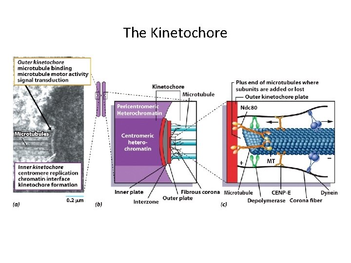 The Kinetochore 