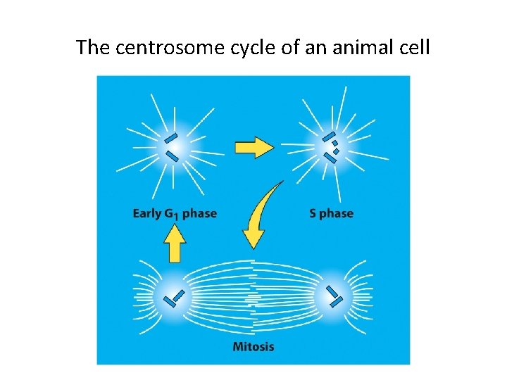 The centrosome cycle of an animal cell 