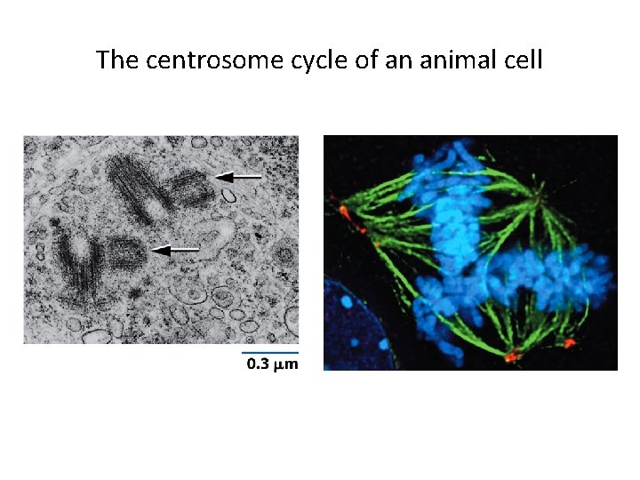 The centrosome cycle of an animal cell 
