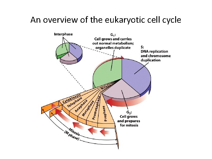 An overview of the eukaryotic cell cycle 