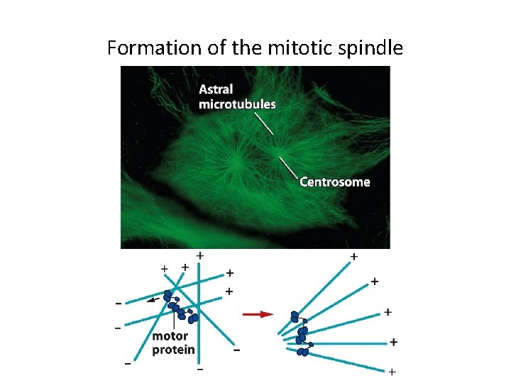 Formation of the mitotic spindle 