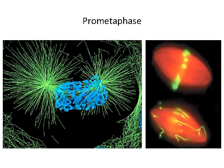 Prometaphase 