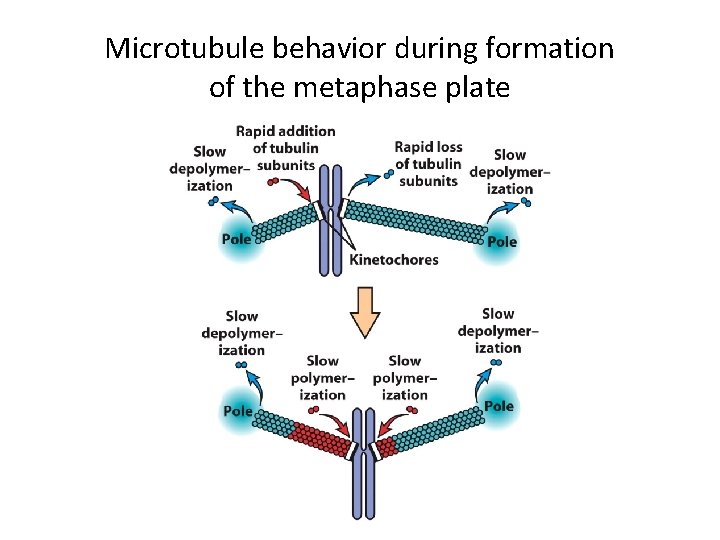 Microtubule behavior during formation of the metaphase plate 