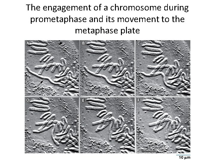 The engagement of a chromosome during prometaphase and its movement to the metaphase plate
