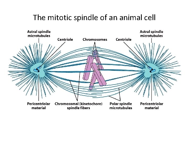 The mitotic spindle of an animal cell 