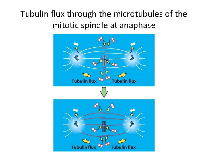 Tubulin flux through the microtubules of the mitotic spindle at anaphase 