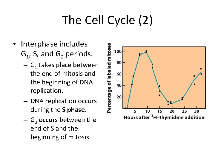 The Cell Cycle (2) • Interphase includes G 1, S, and G 2 periods.