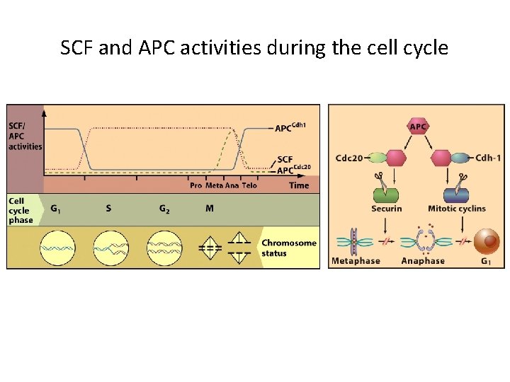 SCF and APC activities during the cell cycle 