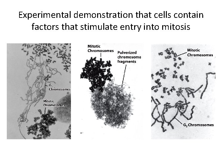 Experimental demonstration that cells contain factors that stimulate entry into mitosis 