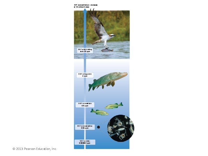 DDT concentration: increase of 10 million times DDT in fish-eating birds 25 ppm DDT