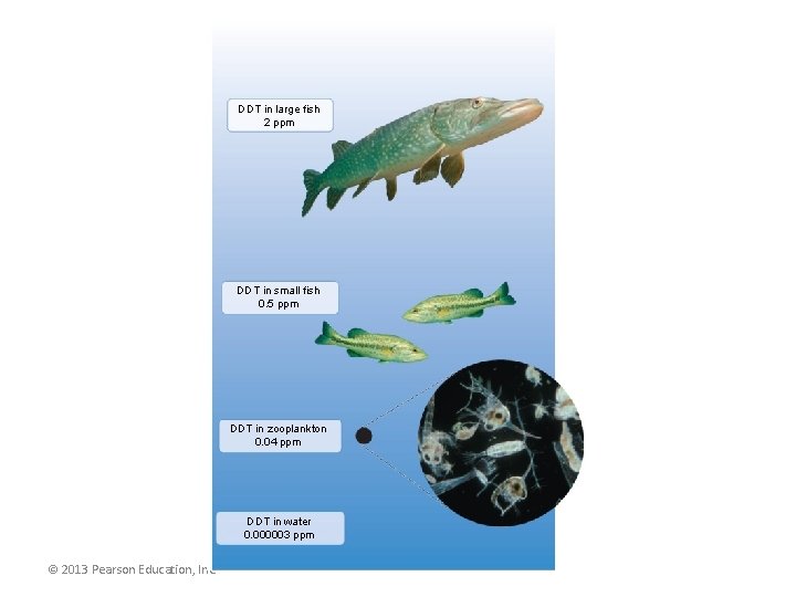 DDT in large fish 2 ppm DDT in small fish 0. 5 ppm DDT