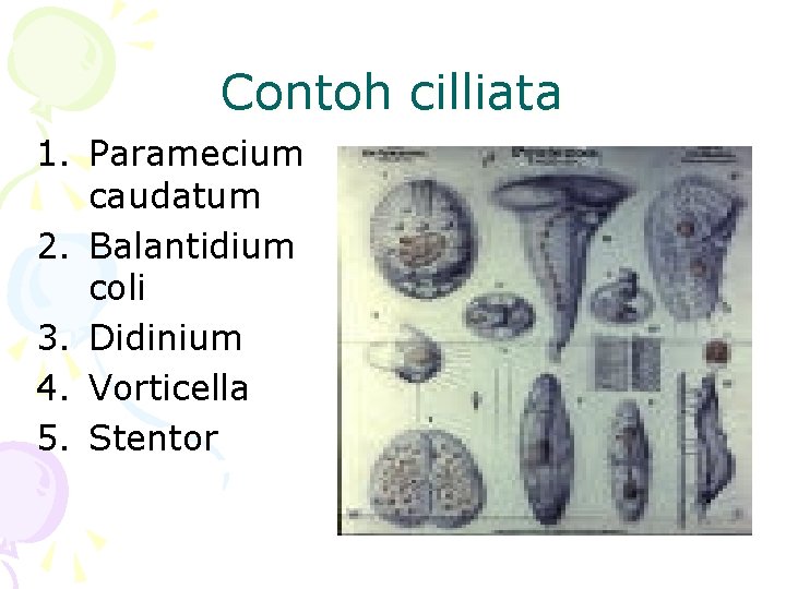 Contoh cilliata 1. Paramecium caudatum 2. Balantidium coli 3. Didinium 4. Vorticella 5. Stentor