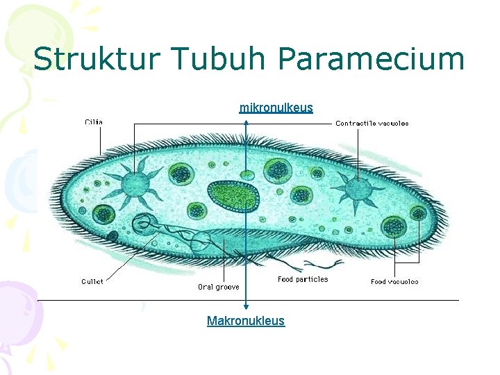 Struktur Tubuh Paramecium mikronulkeus Makronukleus 