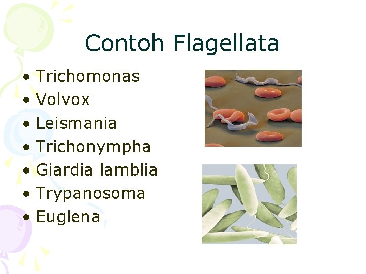 Contoh Flagellata • Trichomonas • Volvox • Leismania • Trichonympha • Giardia lamblia •